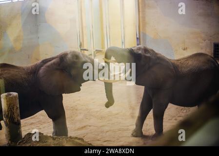 Granby, Quebec - dicembre 31 2023: Gli elefanti giocano nel Granby Zoo invernale Foto Stock