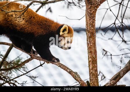 Granby, Quebec - dicembre 31 2023: Red Panda in inverno Granby Zoo Foto Stock