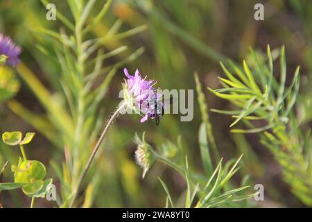 Thyreus cuckcoo bee su fiore rosa. Foto ravvicinata nelle giornate di sole. Foto Stock