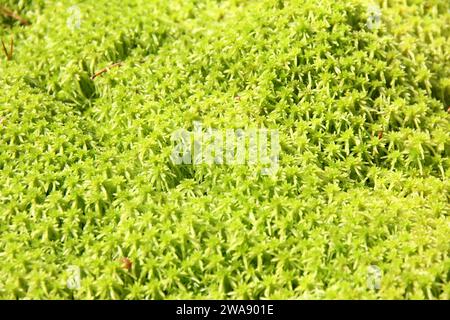 Muschio di torba, muschio di palude allo sfinno verde, foto ravvicinata. Texture astratta naturale. Foto Stock