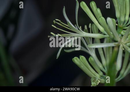 Foto ravvicinata del fiore della Sansevieria Snake Plant. Foto Stock