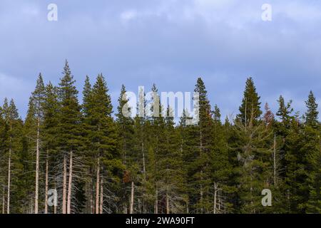 Pine Tree Forest a Donner Pass, California Foto Stock