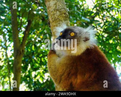 Maki Macaco Lemur osservando da un albero nel Santuario dei lemuri Neri a Nosy Komba (Isola dei lemuri) vicino al villaggio di Ampangorinana Madagascar - settembre 2023 Foto Stock