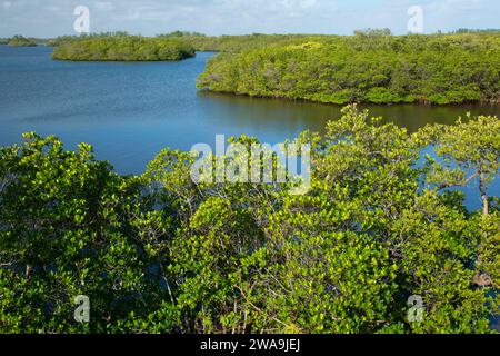 Vista dalla torre di osservazione sul Marsh Rabbit Run Trail, il Jack Island Preserve State Park, Fort Pierce, Florida Foto Stock