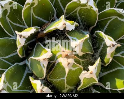 Stabilimento di agave coperto nella rete di cobweb Foto Stock