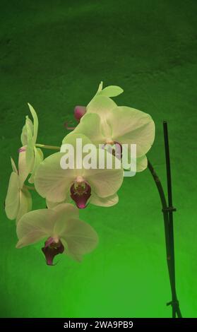 Natura morta di piante di orchidee colorate, petali bianchi con venature blu tenui o labbro viola, bianco, nero e giallo su terreno nero rosso Foto Stock