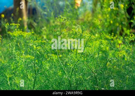 Aneto biologico verde nel giardino degli agricoltori. Le piante giovani crescono all'aperto. Foglie di aneto profumate che crescono. Aneto fresco Anethum graveolens che cresce sul Foto Stock