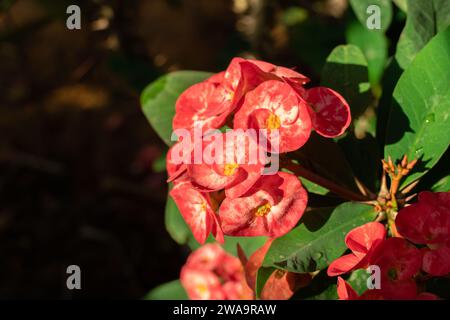 primo piano rosa poi sian fiore con gocce d'acqua al mattino in giardino, fiorito. Poi Sian Flower è un fiore di casa dai colori bellissimi. Foto Stock