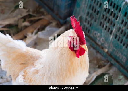 Pollo bianco, polli da carne. Vista di galline e galli all'interno di un pollaio. Allevamento di polli al coperto, alimentazione del pollo Foto Stock