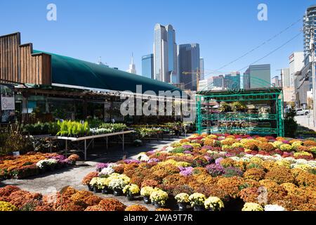 Dallas, USA - 7 novembre 2023: Skyline panoramico nel tardo pomeriggio con negozio di un giardiniere con piante colorate a Dallas, Texas Foto Stock