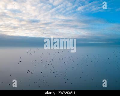 Catturata dall'alto da un drone, questa immagine presenta un gregge di uccelli in volo, dispersi lungo la cornice su un vasto paesaggio coperto di nebbia. Il cielo del mattino presto è uno spettacolo di nuvole altocumulo testurizzate, con una luce soffusa dorata che penetra nel cielo, accennando all'imminente sorgere del sole. Il contrasto tra gli uccelli in silhouette e l'ampia nebbia sottostante aggiunge un elemento dinamico al quadro dell'alba, altrimenti calmo. Questa scena evoca temi di libertà, migrazione e la bellezza dei ritmi della natura. Gregge di uccelli che si librano sopra la nebbia all'alba. Foto di alta qualità Foto Stock