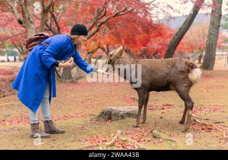 Una turista sorridente consegna il cibo a un cervo nella città di Nara, in Giappone. Viaggiatrice che dà da mangiare agli animali selvatici nel parco erboso di Nara. Concetto turistico giapponese. UNESC Foto Stock