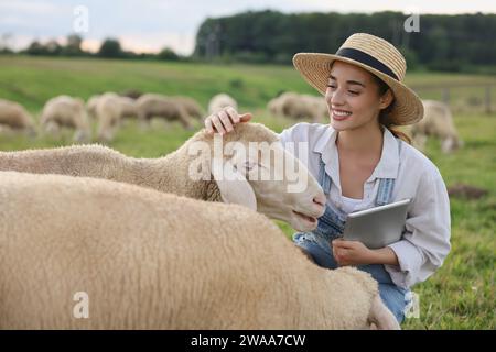 Donna sorridente con una tavoletta che accarezza le pecore al pascolo della fattoria Foto Stock