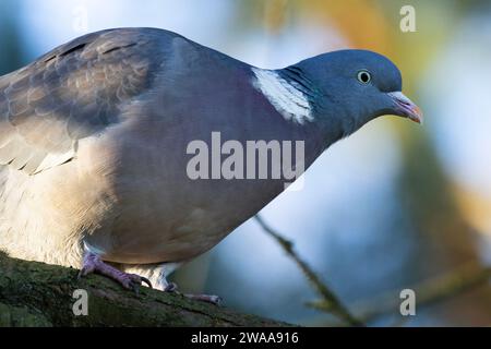 Il piccione più grande della famiglia europea, il Wood Pigeon è un uccello comune nel Regno Unito. Formano grandi greggi durante l'inverno e convergono su terreni agricoli. Foto Stock