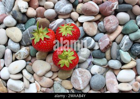 Fragole rosse biologiche fresche su sfondo di ciottoli di mare grigi rotondi e lisci Foto Stock