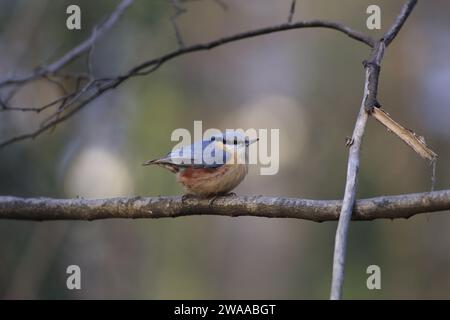 Pica (Sitta europaea) appollaiata su un ramo con uno sfondo autunnale sfocato Foto Stock