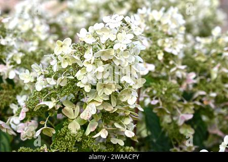 Fiori bianchi di Hydrangea paniculata 'Savill Lace' che crescono nel giardino britannico di settembre Foto Stock
