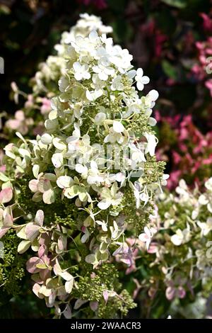 Fiori bianchi di Hydrangea paniculata 'Savill Lace' che crescono nel giardino britannico di settembre Foto Stock