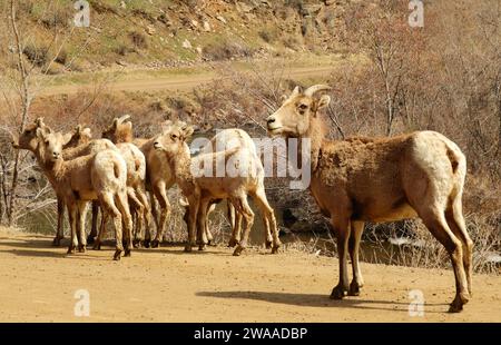 mandria di pecore bighorn accanto al fiume platte sud lungo il sentiero del canyon di waterton a littleton, colorado Foto Stock