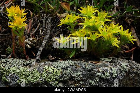 fiori selvatici di pietra gialli accanto a rocce coperte di licheni lungo il sentiero del lago isabelle nell'area selvaggia delle cime indiane, vicino al lago brainard, colorado Foto Stock