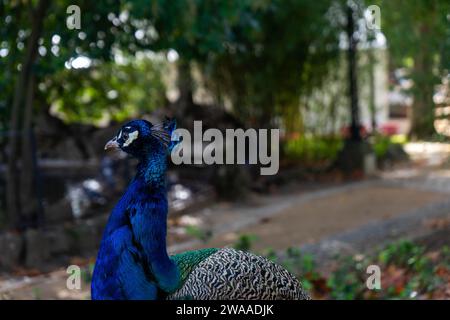 Peacock è comodamente appollaiato sulla panchina del giardino, trasuda eleganza e relax. Foto Stock