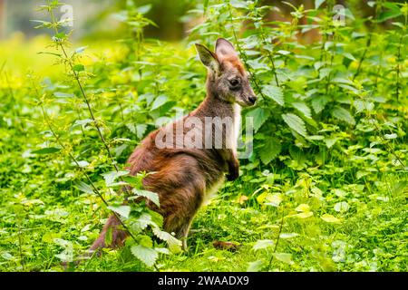 Ritratto di un wallaby dal collo rosso su un prato verde. Notamacropus rufogriseus. Il wallaby di Bennett. Kangaroo. Foto Stock