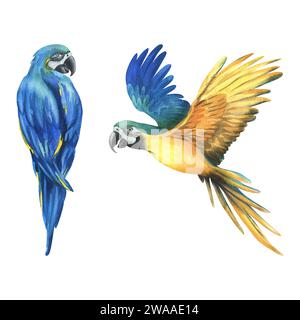 Pappagalli tropicali volanti, blu-gialli macaw. Illustrazione botanica ad acquerello disegnata a mano. Insieme di elementi isolati su sfondo bianco. Foto Stock