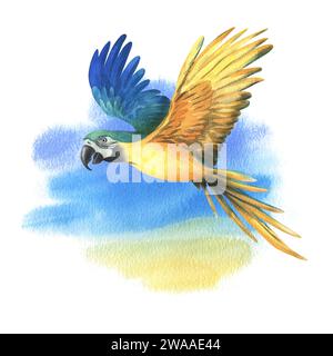 Pappagallo tropicale blu-giallo macaw. Illustrazione botanica ad acquerello disegnata a mano. Elemento isolato su sfondo blu. Foto Stock