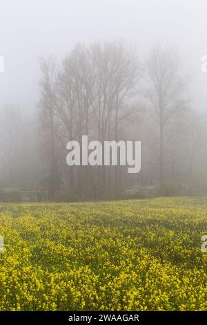 Cumulo di alberi nella nebbia sul bordo di un campo di colza fiorito Foto Stock