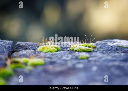 Primo piano di muschio cresciuto su un muro basso Foto Stock