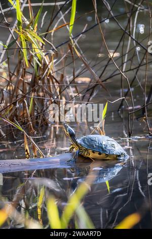 Painted Turtle Sunning, Hilton Head Island Foto Stock