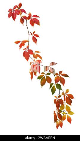 Ramo d'edera autunnale multicolore. Tagliare il fogliame del ramoscello d'uva. Foto Stock