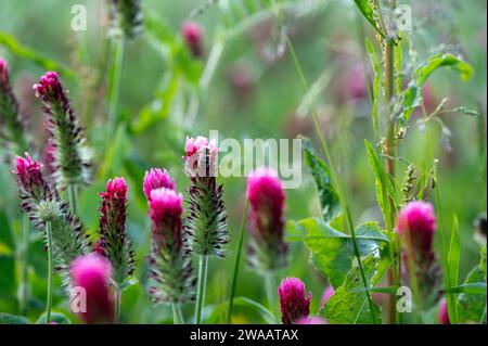 Fai un'ape su una fioritura rosa nella natura verde Foto Stock