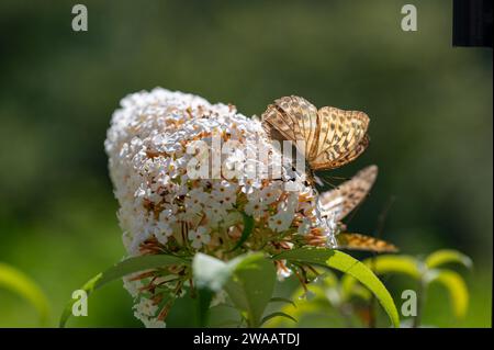 Farfalla "Emperor Mantle" (Argynnis paphia) sulla buddleia bianca nella natura verde Foto Stock