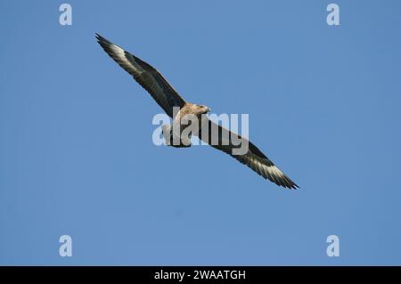 Il grande skua Stercorarius skua, in volo sul mare, Scozia, Regno Unito, giugno. Foto Stock