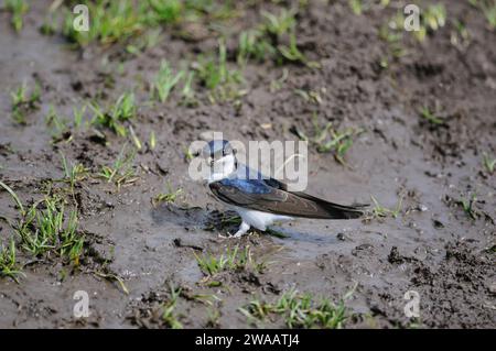 Casa comune - martin Delichon urbica, raccolta di fango umido per la costruzione del nido, Scozia, Regno Unito, giugno. Foto Stock