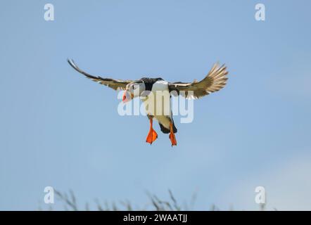 Pappagallo Atlantico Fratercula arctica, in piumaggio riproduttivo, in volo, in discesa. Foto Stock