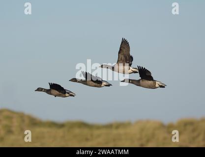 Brent Goose con abbellimento scuro Branta bernicla, gregge in volo, Norfolk, Inghilterra, Regno Unito, novembre. Foto Stock