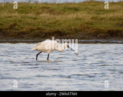 Beccuccio eurasiatico Platalea leucorodia, giovanile con pesce stickleback appena pescato, RSPB Saltholme Nature Reserve, Teesside, Inghilterra, Regno Unito, novembre Foto Stock