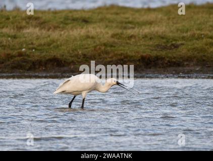 Beccuccio eurasiatico Platalea leucorodia, giovanile con pesce stickleback appena pescato, RSPB Saltholme Nature Reserve, Teesside, Inghilterra, Regno Unito, novembre Foto Stock