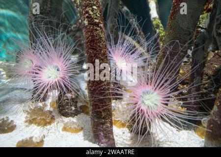 Anemone cilindro o anemone tubo colorato. Cerianthus membranaceus Foto Stock