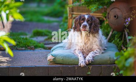 Un vecchio cane inglese Springer Spaniel sedeva sul suo letto in un cottage Garden in una calda e soleggiata giornata estiva Foto Stock