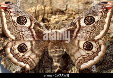 La piccola falce dell'imperatore (Eudia pavonia o Saturnia pavonia) è una falena originaria dell'Eurasia. Adulto. Foto Stock