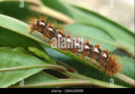 La falena della coda bruna (Euproctis crisorrea) è una falena originaria dell'Europa, del Nord Africa e di una parte dell'Asia. Caterpillar. Foto Stock