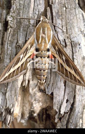 La falce-falce striata (Hyles livornica o Celerio livornica) è una falce originaria dell'Europa meridionale, dell'Africa e dell'Asia orientale. Foto Stock