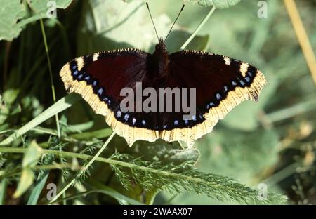 La bellezza di Camberwell o il mantello di lutto (Nymphalis antiopa) è una farfalla originaria dell'Eurasia e del Nord America. Adulto, lato dorsale. Foto Stock