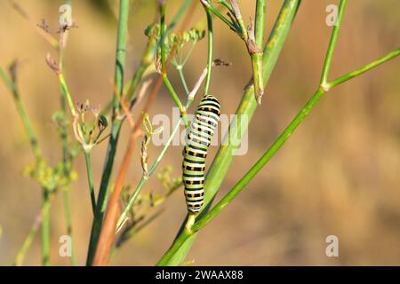 Il Papilio machaon (Old World Swallowtail tail) è una farfalla originaria dell'Eurasia e del Nord America. Bruco su finocchio di piante da alimentazione (Foeniculum vulgare) Foto Stock