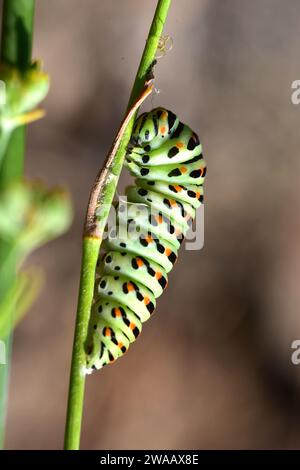 Il Papilio machaon (Old World Swallowtail tail) è una farfalla originaria dell'Eurasia e del Nord America. Bruco su finocchio di piante da alimentazione (Foeniculum vulgare) Foto Stock