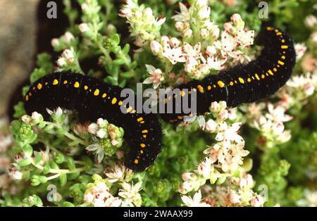 Mountain Apollo (Parnassius apollo) è una farfalla originaria delle montagne europee. Caterpillar su un impianto di alimentazione (Sedum sp.). Foto Stock