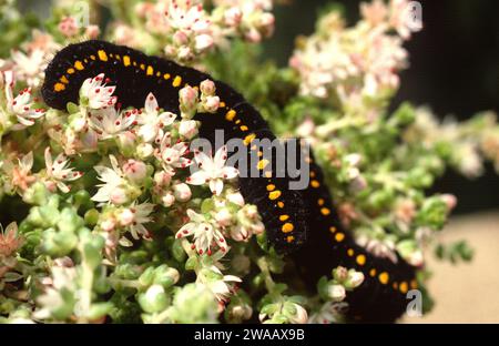 Mountain Apollo (Parnassius apollo) è una farfalla originaria delle montagne europee. Caterpillar su un impianto di alimentazione (Sedum sp.). Foto Stock